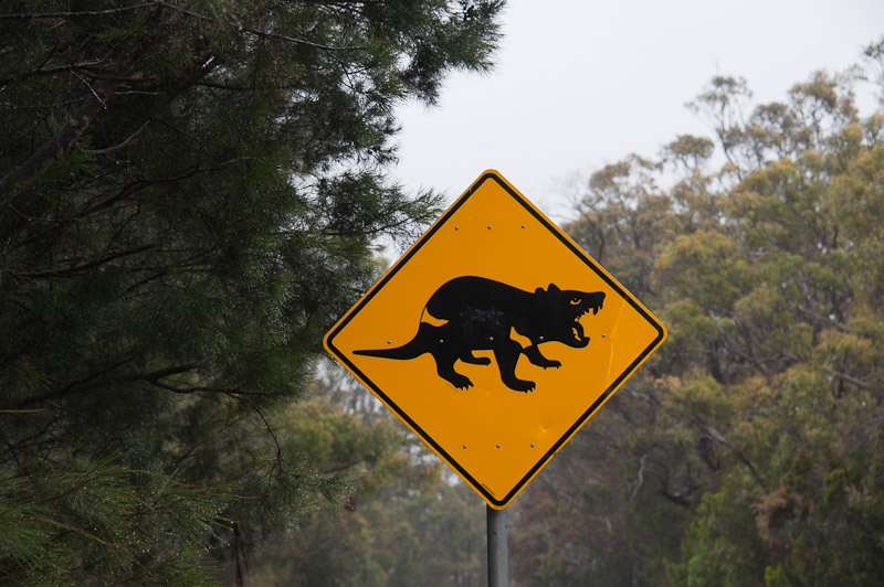 DSC_8499.jpg - Never seen one ... but they appear to be here ... the Tasmanian devils ....