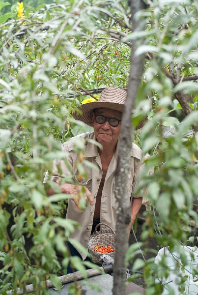 L1010730.jpg - This old man was harvesting in his garden ...