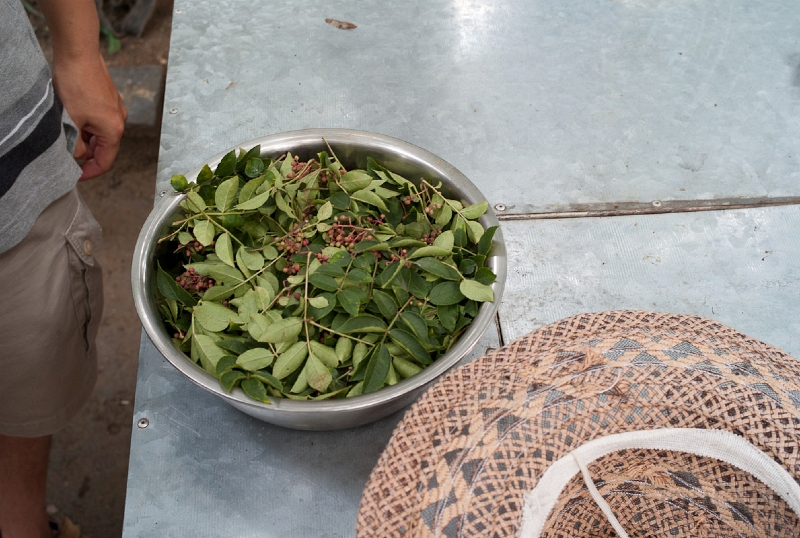 L1010813.jpg - Frech sichuan pepper