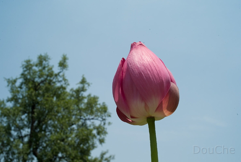 L1009995.jpg - Yep, lotus flower