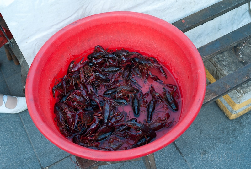 L1009865.jpg - Shrimps