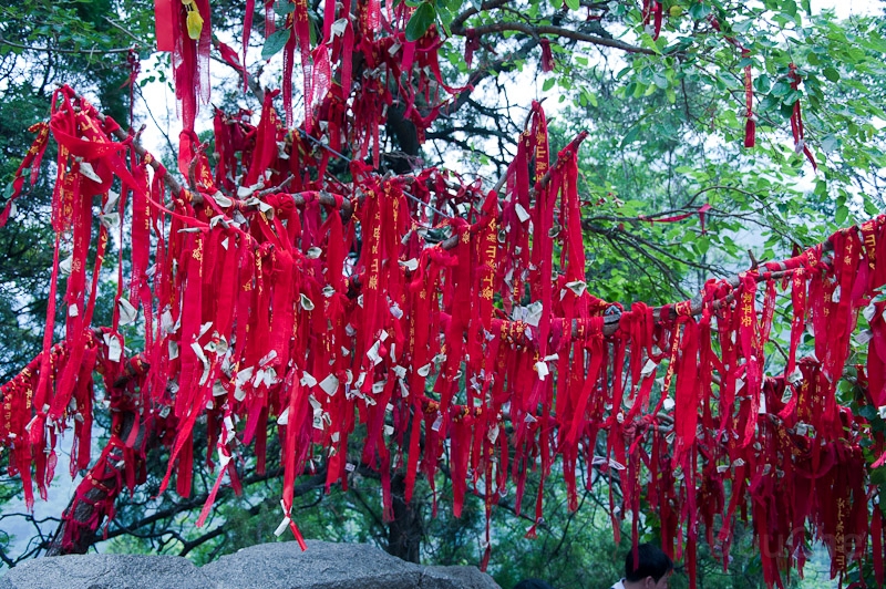 DSC_4634.jpg - ... or red ropes on trees ...