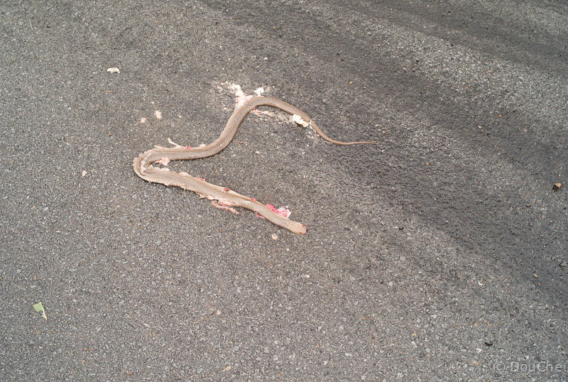 An unfortunate snake