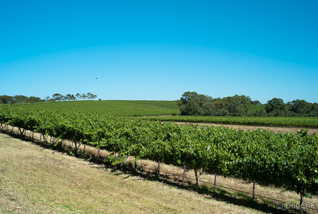 McLaren Vale