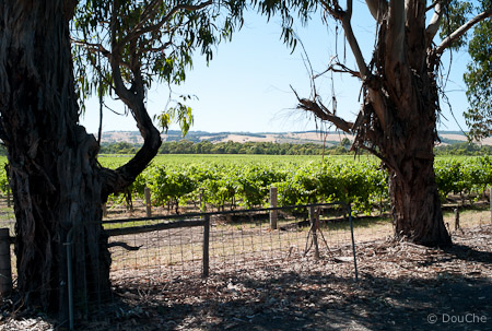 McLaren Vale
