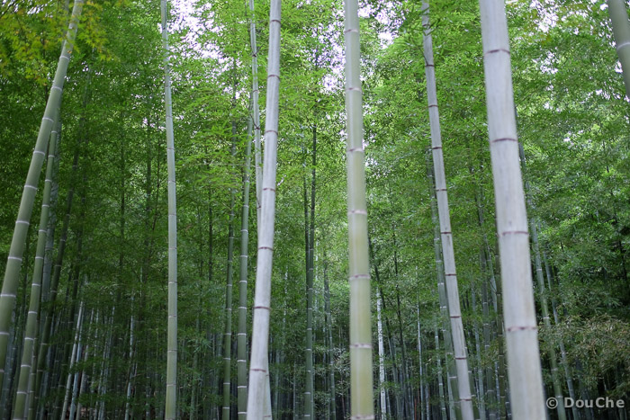  - Sagatenryuji Susukinobabacho