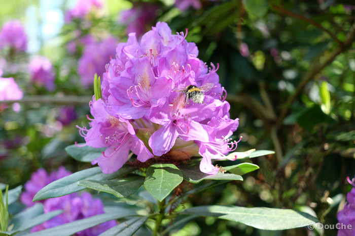 Hagenburg-May 03, 2014